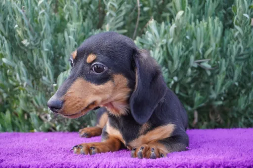 ダックスフンドの子犬販売