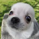 チワワ
Chihuahua220-1