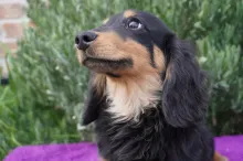 ミニチュア・ダックスフンド / ロングコート