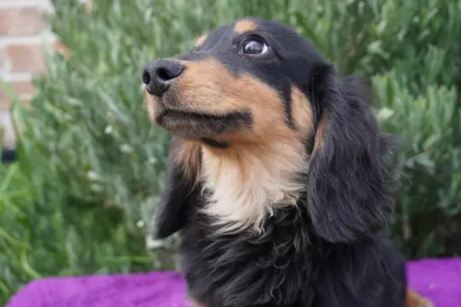 格安犬と里親募集犬の子犬販売