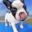 フレンチブルドッグ
French Bulldog078-5