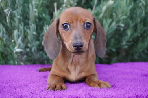 ダックスフンドの子犬販売