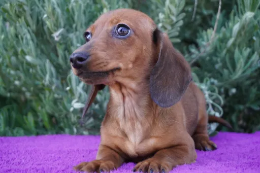 ダックスフンドの子犬販売