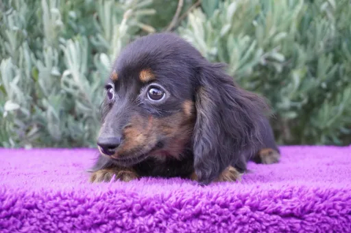 ダックスフンドの子犬販売