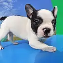 フレンチブルドッグ
French Bulldog078-4