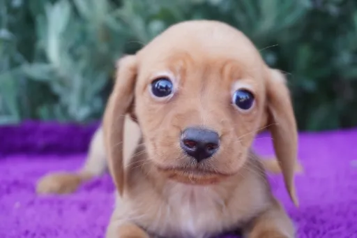 ダックスフンドの子犬販売