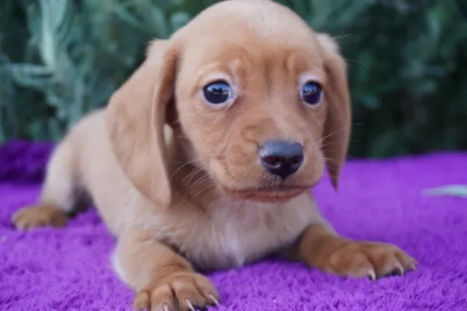 ダックスフンドの子犬販売