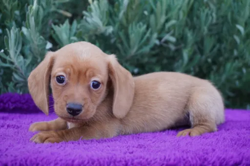 ダックスフンドの子犬販売