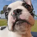 フレンチブルドッグ
French Bulldog078-3