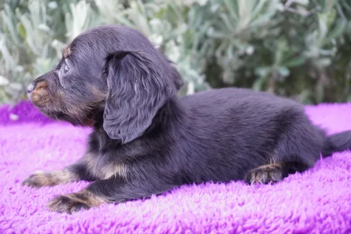 ダックスフンドの子犬販売