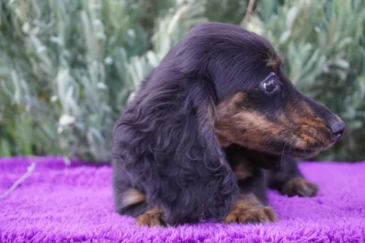 ダックスフンドの子犬販売