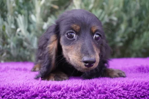 ダックスフンドの子犬販売