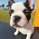 フレンチブルドッグ
French Bulldog078-2