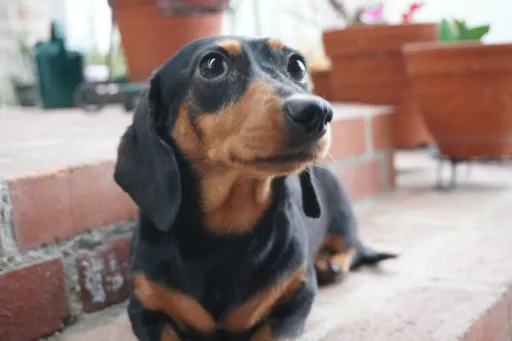 格安犬と里親募集犬の子犬販売
