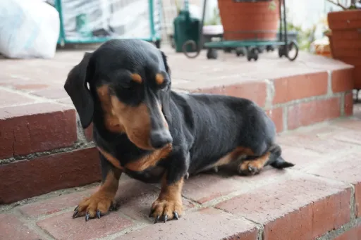 格安犬と里親募集犬の子犬販売