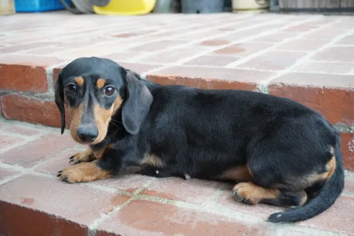 格安犬と里親募集犬の子犬販売