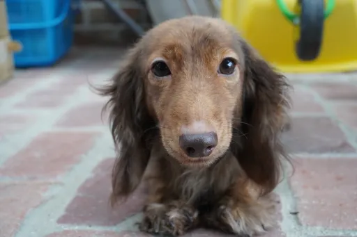 格安犬と里親募集犬の子犬販売