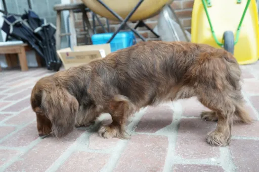 格安犬と里親募集犬の子犬販売