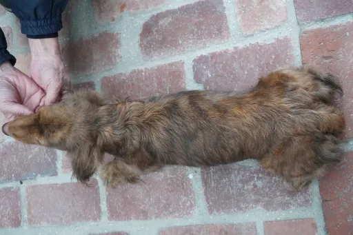 格安犬と里親募集犬の子犬販売