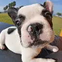 フレンチブルドッグ
French Bulldog078-1
