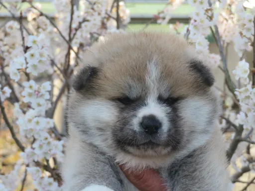 秋田犬のサムネイル画像1