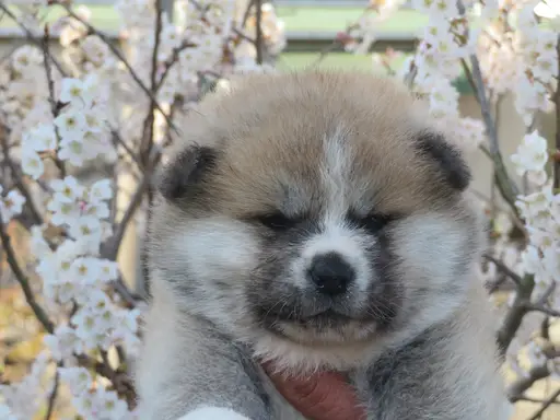 秋田犬の子犬販売