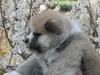 秋田犬のサムネイル画像2
