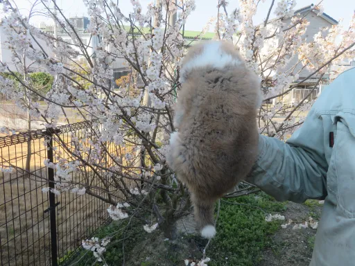 秋田犬のサムネイル画像3