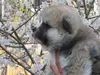 秋田犬のサムネイル画像2