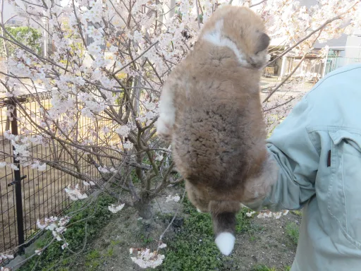 秋田犬のサムネイル画像3