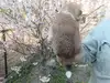 秋田犬のサムネイル画像3