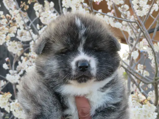 秋田犬の子犬販売