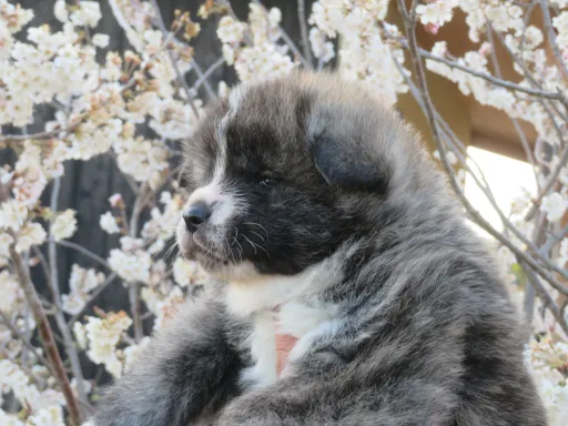 秋田犬のサムネイル画像2