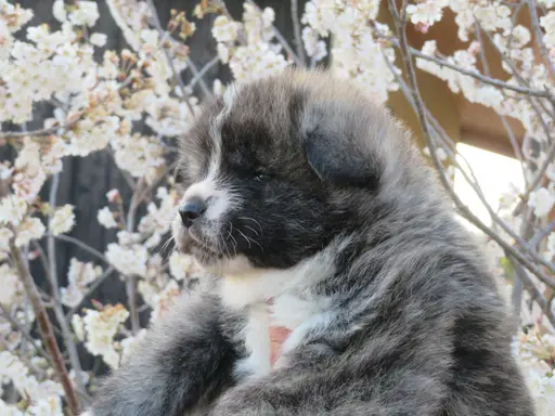 秋田犬の拡大画像