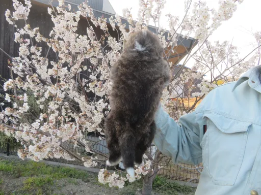 秋田犬のサムネイル画像3