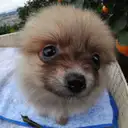 ポメラニアン
Pomeranian037-5