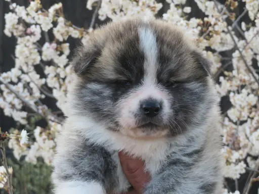 秋田犬の子犬販売