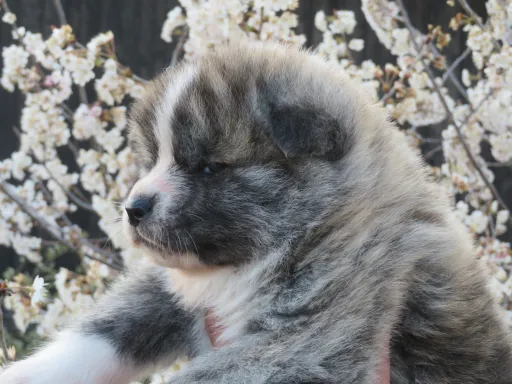 秋田犬のサムネイル画像2