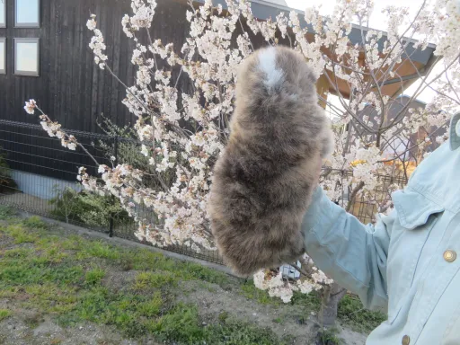秋田犬のサムネイル画像3