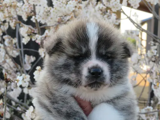 秋田犬の子犬販売