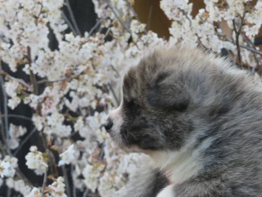 秋田犬のサムネイル画像2