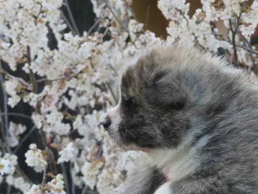秋田犬の拡大画像