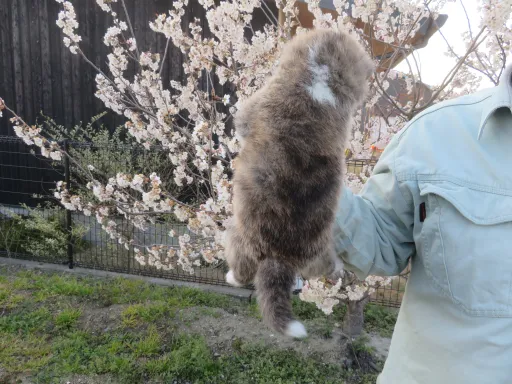 秋田犬のサムネイル画像3