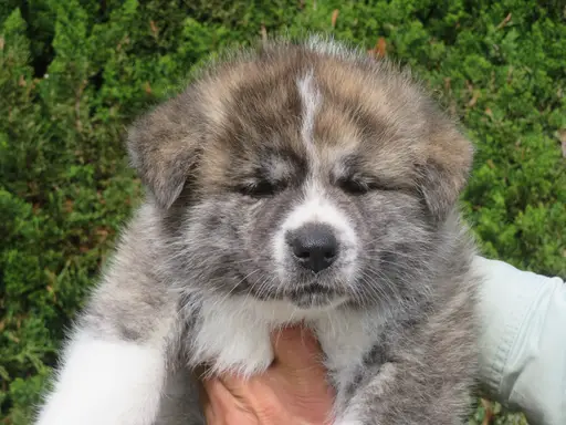 秋田犬の子犬販売