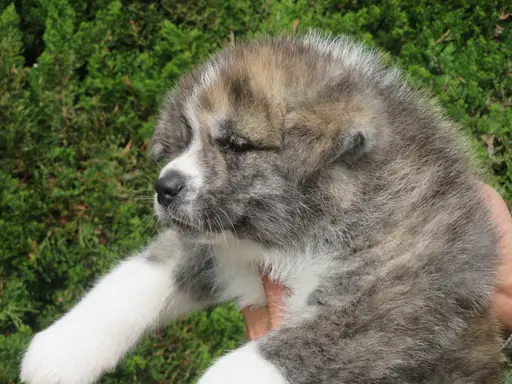 秋田犬の拡大画像