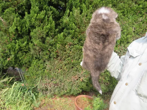 秋田犬のサムネイル画像3