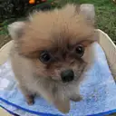 ポメラニアン
Pomeranian037-4