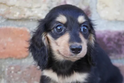 ダックスフンドの子犬販売