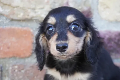 ダックスフンドの子犬販売