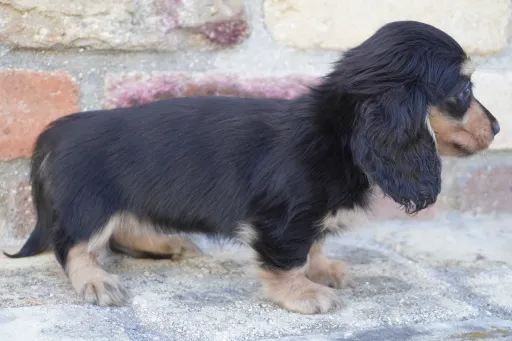 ダックスフンドの子犬販売